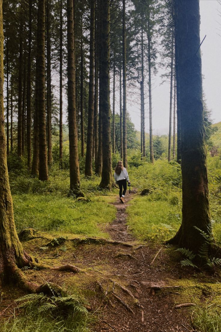 a person walking down a path through a forest filled with lots of tall pine trees