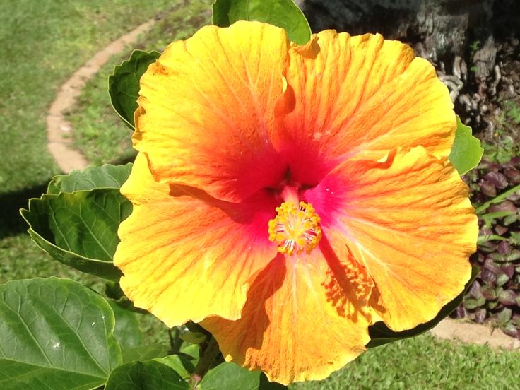 a bright yellow flower with red center surrounded by green leaves in a garden area on a sunny day