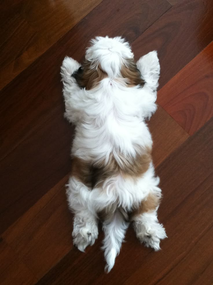 a small white and brown dog laying on its back with it's paws in the air