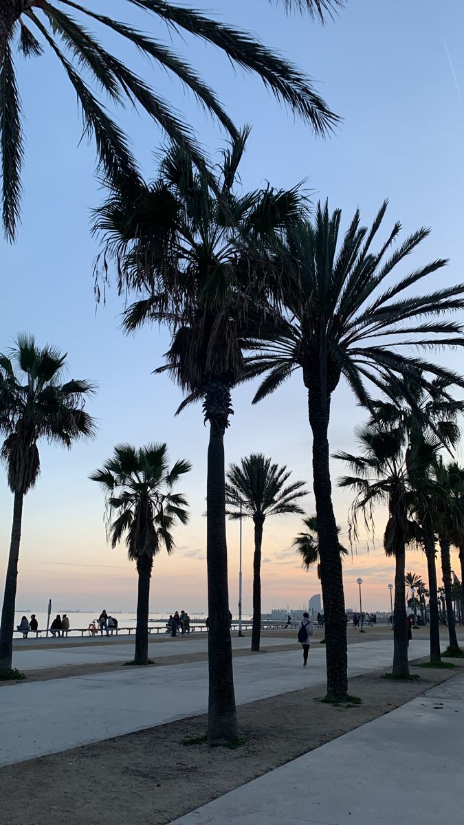 palm trees line the beach at sunset with people walking on the water in the background