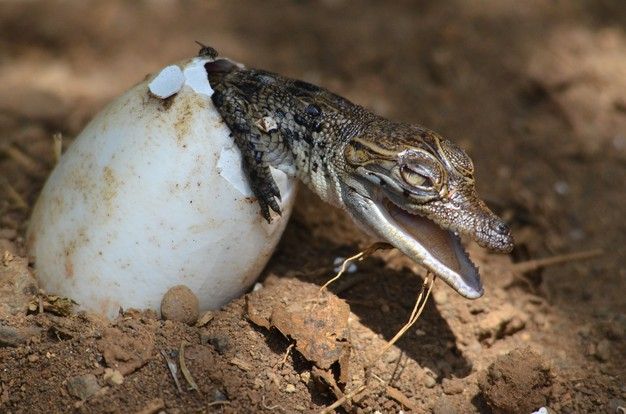 an animal that is laying down in the dirt with its head on top of an egg