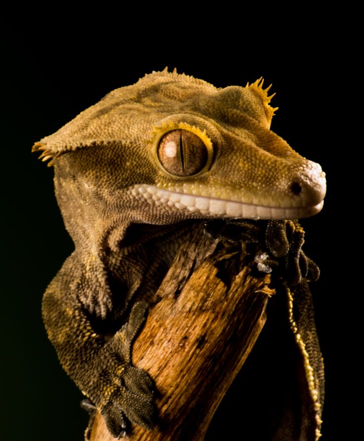 a gecko sitting on top of a wooden stick with it's mouth open