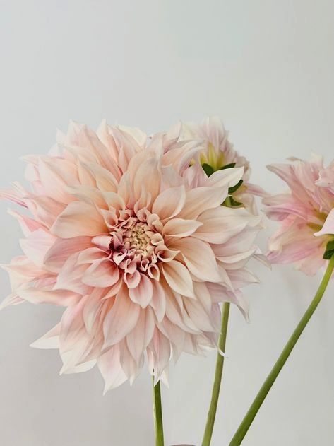 three pink flowers in a vase on a table