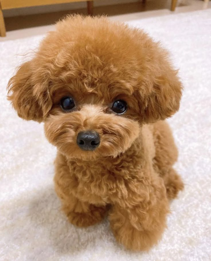 a small brown dog sitting on top of a white rug