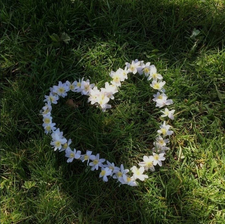 white flowers arranged in the shape of a heart on green grass with sunlight coming through