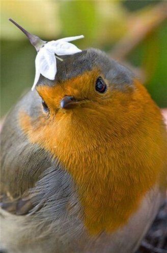 a bird with a white flower on its head and the words che nedici son carino?