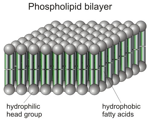 phospholipid bilayer Phospholipid Bilayer, Learning Mathematics, Gut Flora, Leaky Gut, The Liver, Anatomy And Physiology, Fatty Acids, A P, Anatomy