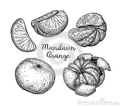 hand drawn mandarin oranges on white background