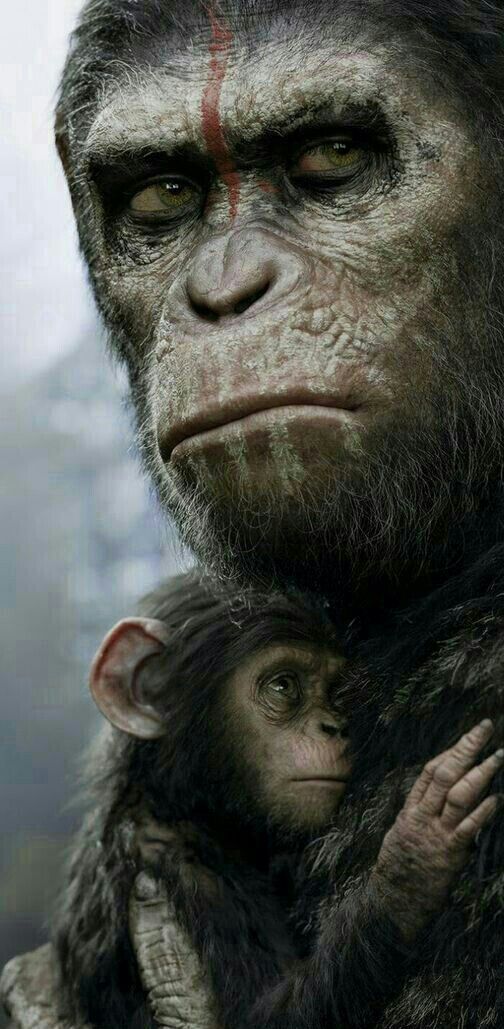 an image of a monkey and its baby in the movie rise of the planet monkeys