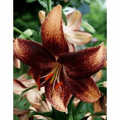 an orange and brown flower with green leaves in the background