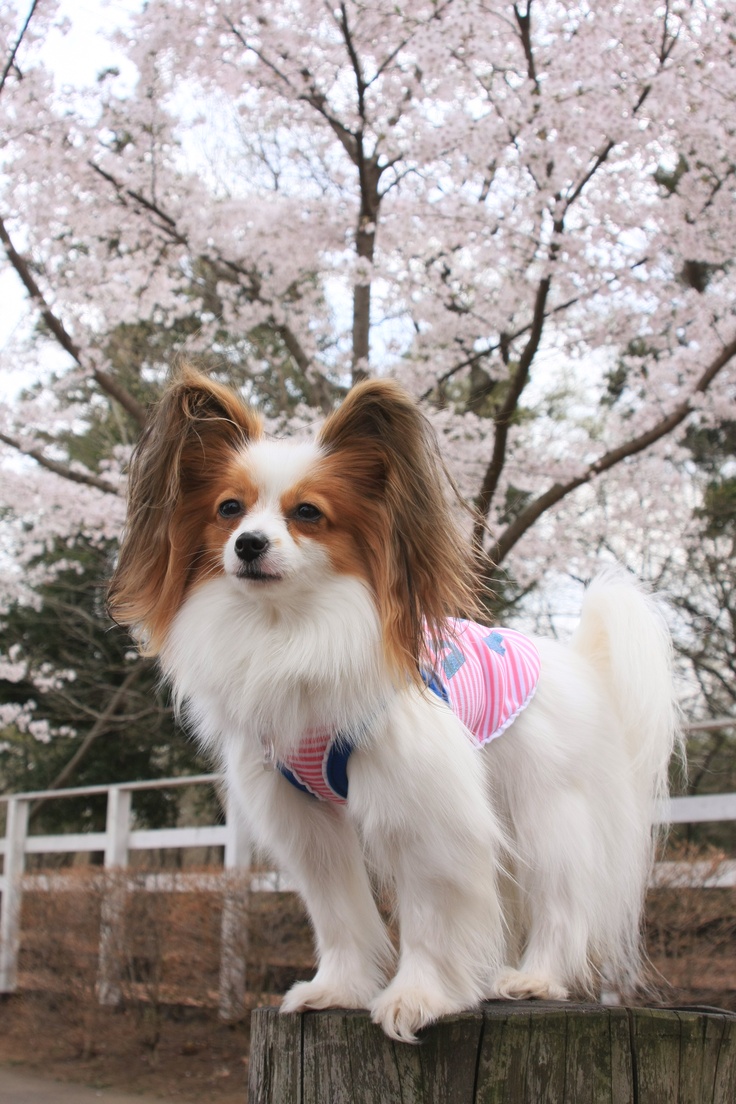 a small white and brown dog standing on top of a wooden post next to a tree