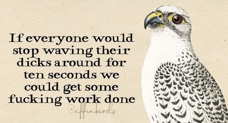 Bird Quotes, Nerd Humor, Weird Quotes Funny, Happy Hippie, Funny Birds, Work Memes, Twisted Humor, Work Humor, Funny Signs