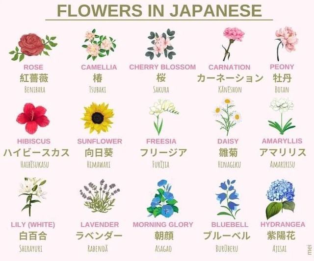 flowers in japanese with the names and their meaningss on each flower blossom, cherry blossom, carnation, lily, hydrangea,