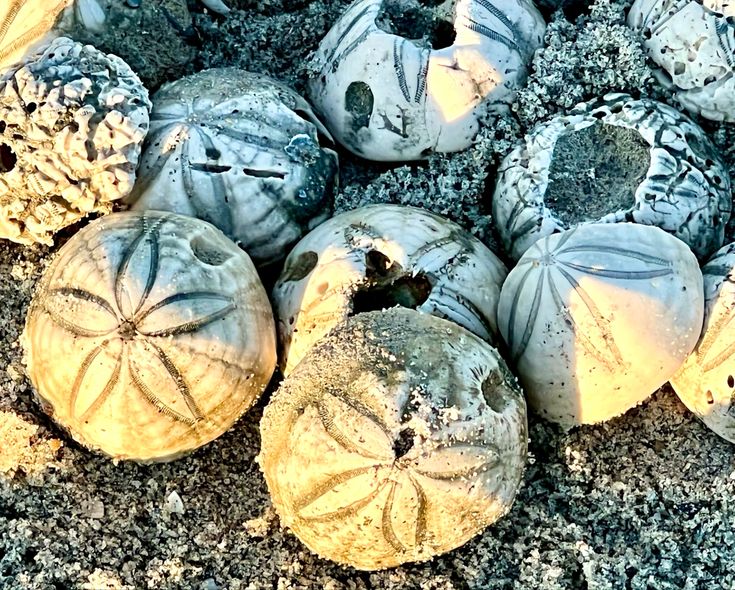 several sand dollars are laying on the ground with their shells covered in frosty snow