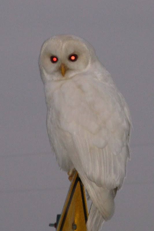 a white owl with red eyes sitting on top of a pole