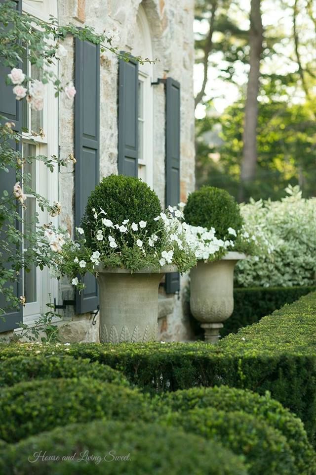 a couple of large pots filled with white flowers next to a building covered in hedges