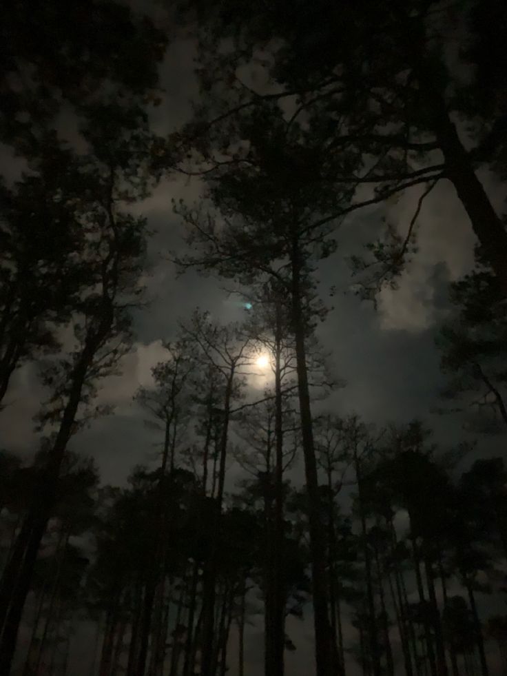 the moon is shining through the trees in the night sky