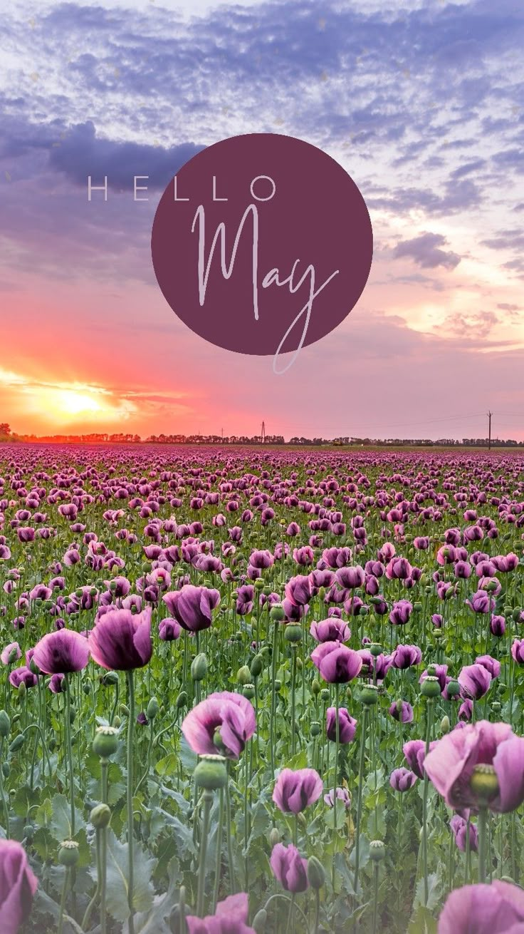 a field full of purple flowers with the words hello may above it in front of a sunset