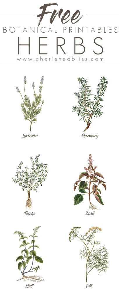 the different types of herbs are shown in this graphic guide for beginners to learn how to