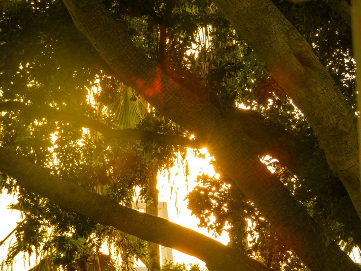 the sun shines through the leaves of a tree