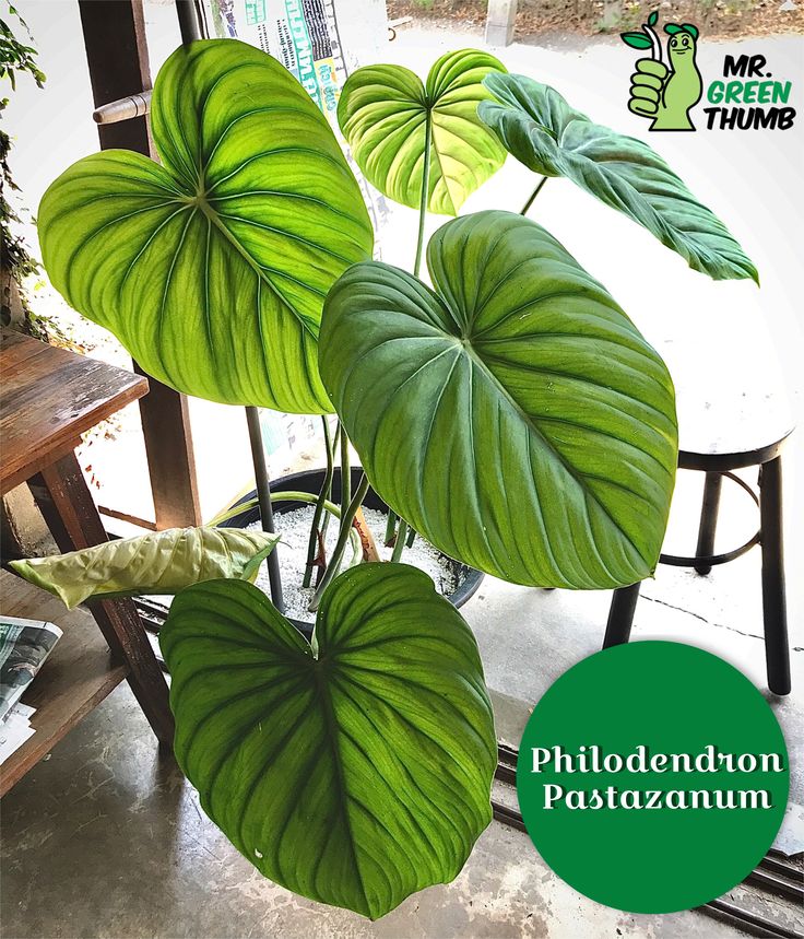 the large green leaves are hanging from the ceiling in front of a table and chair