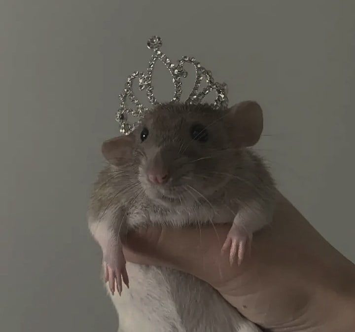 a hamster with a tiara on its head is being held by a person