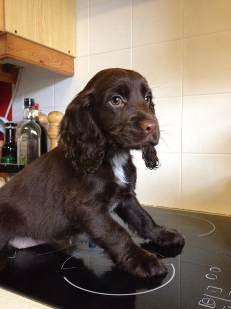 a brown and white dog sitting on top of a stove