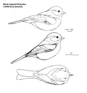 three different kinds of birds sitting on top of each other