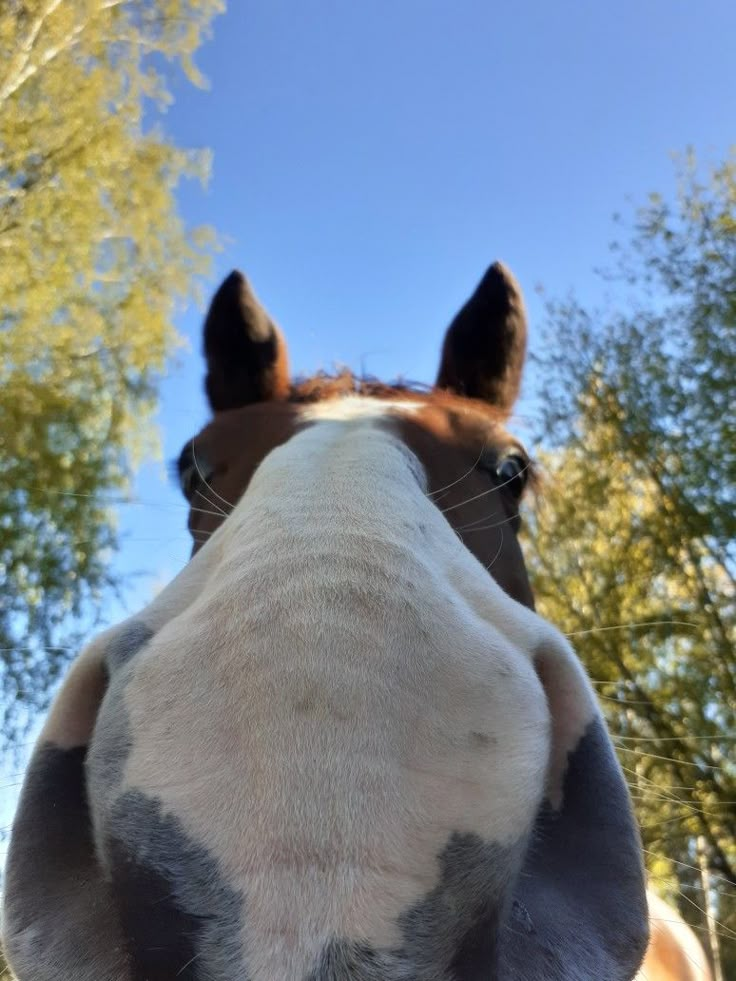 the back end of a horse's head as it stands in front of trees