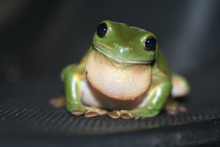 a green frog sitting on top of a black surface