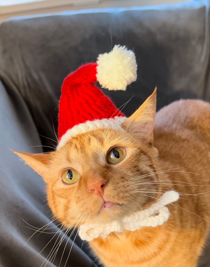 an orange cat wearing a red and white santa hat on top of it's head