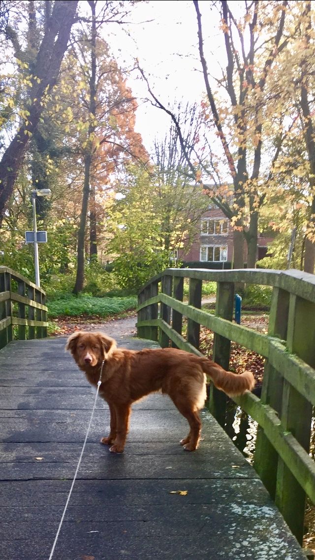 a brown dog standing on top of a wooden bridge