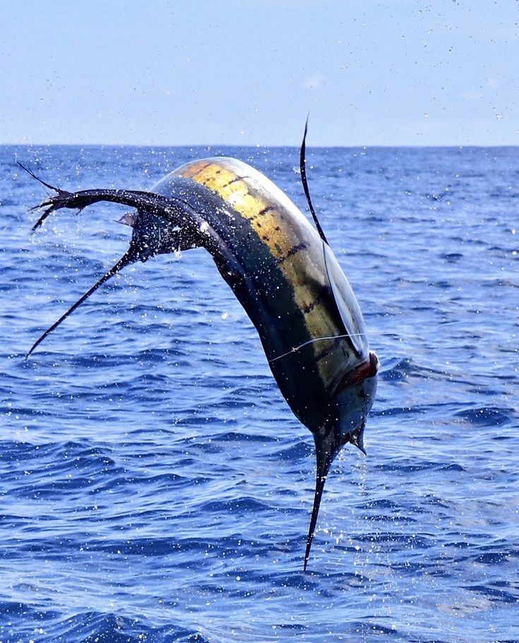 a sailfish is jumping out of the water