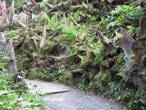 the path is surrounded by many trees and plants on both sides of the trail, which are covered in moss