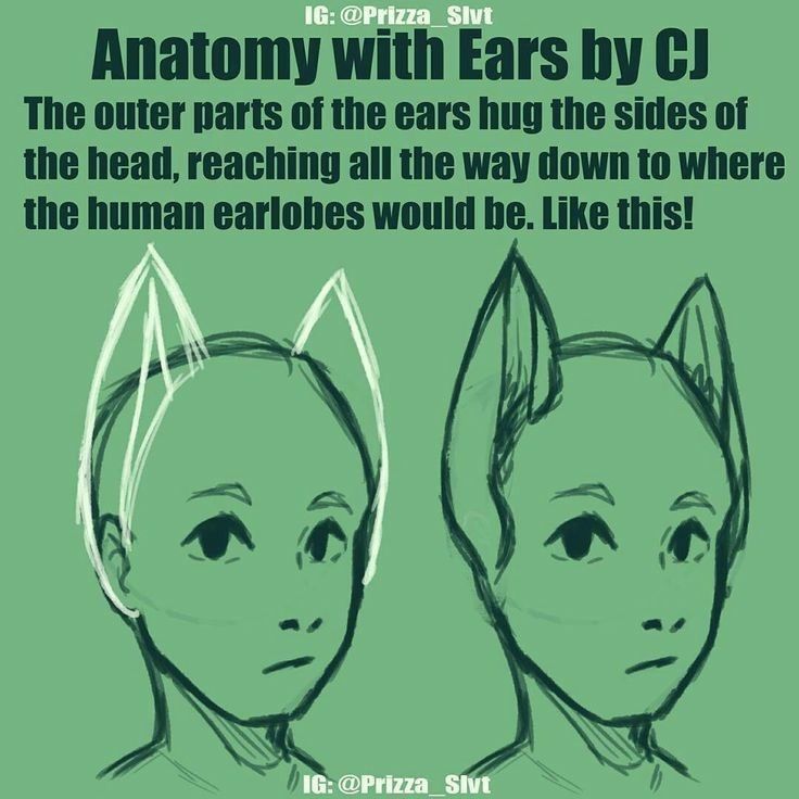 an image of two cats with the caption anatomy with ears by cj