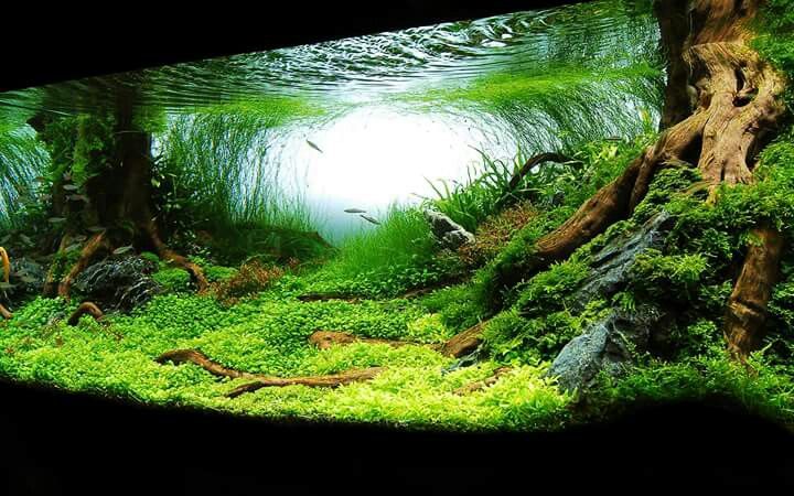 an aquarium filled with green plants and water