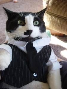 a black and white cat dressed up in a suit