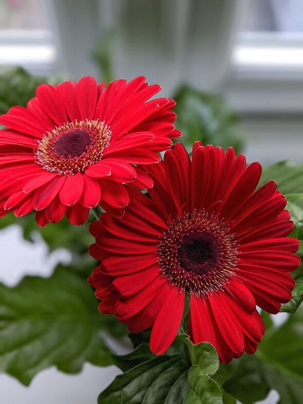 two red gerbera daisies in a pot with the title gerbera daisy care guide