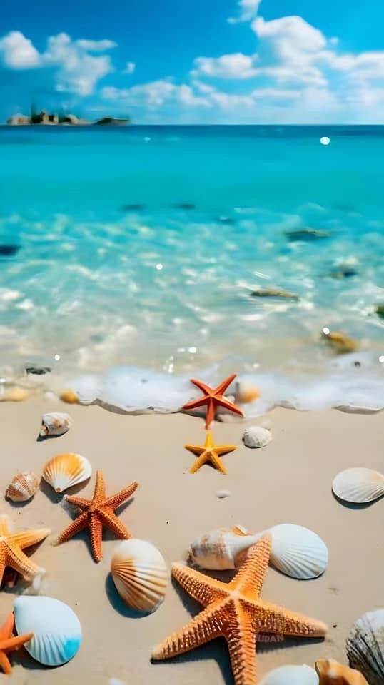 starfish and seashells on the beach with clear blue water