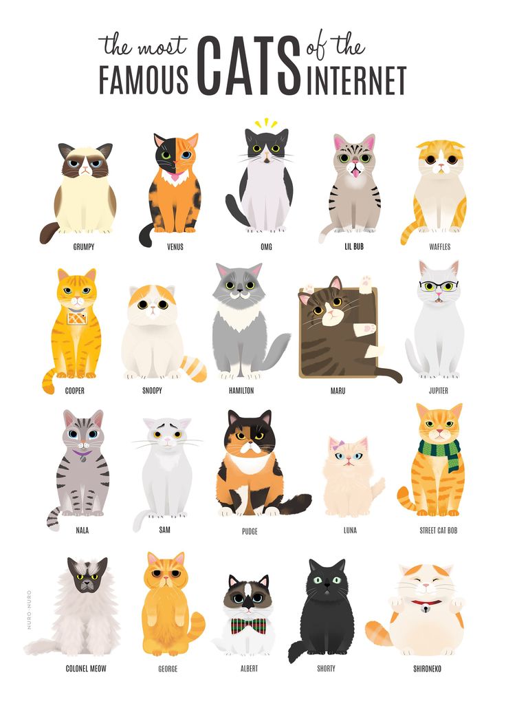 the most famous cats of the internet are in this poster, and they're all different