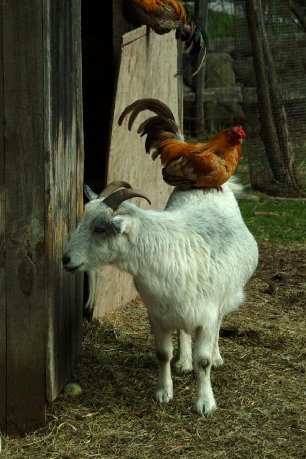 a white goat standing next to a chicken on top of it's back legs