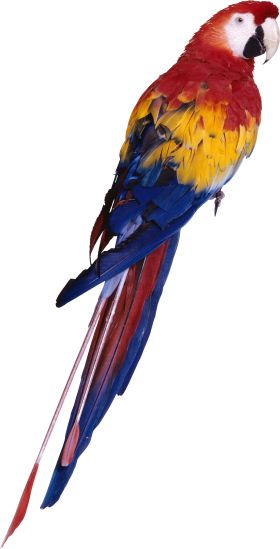 a colorful bird sitting on top of a white background