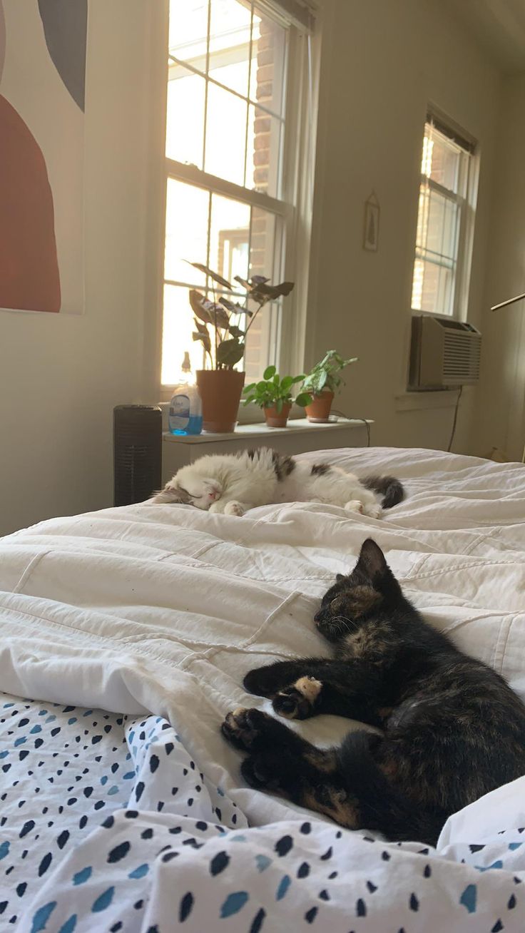 two cats laying on top of a bed next to each other in a room with windows