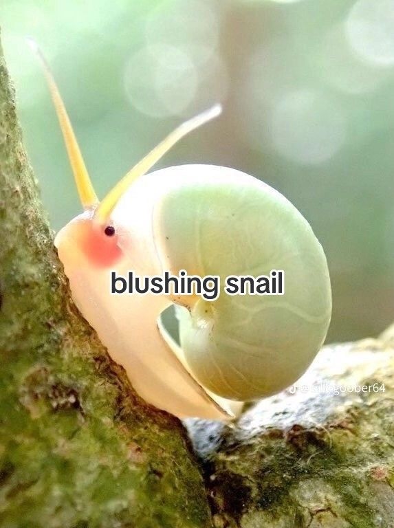 a close up of a snail on a tree branch with the caption saying, bushing snail