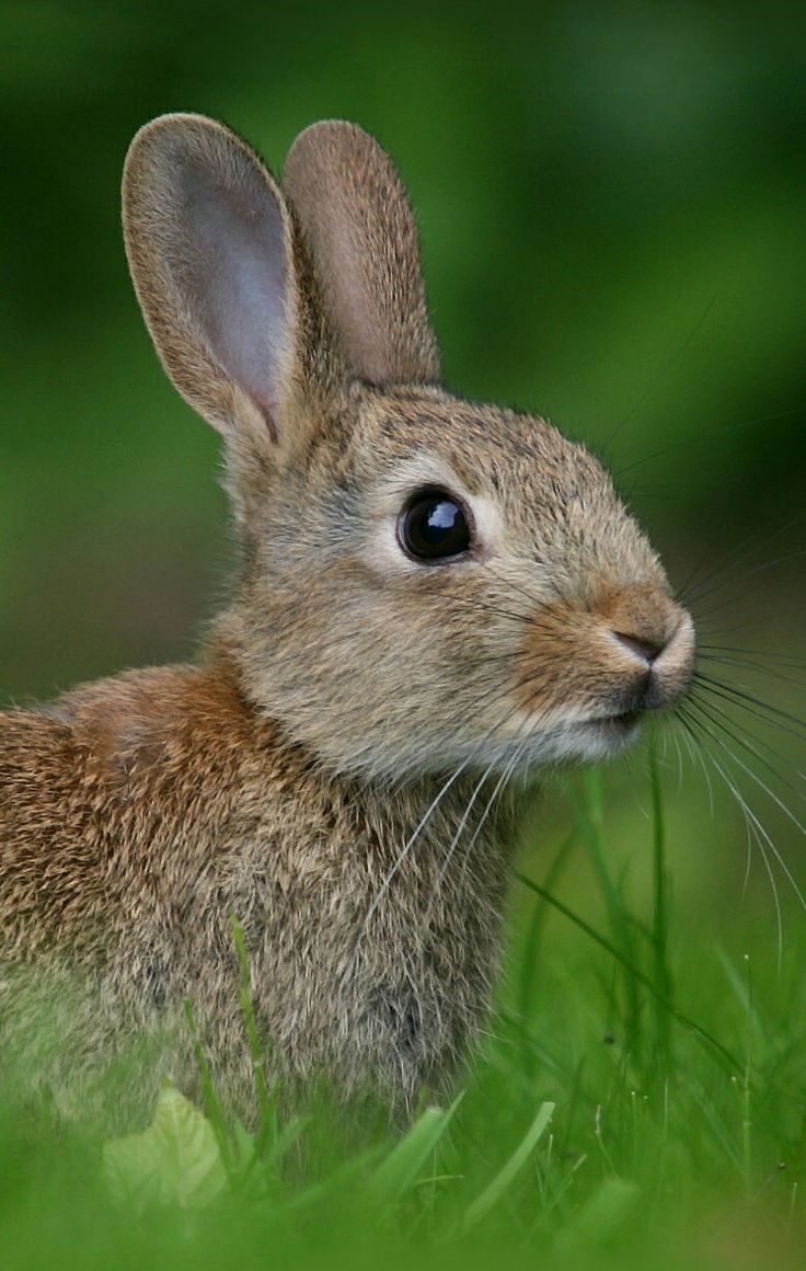 a rabbit is sitting in the grass looking at something with its ears up and eyes wide open