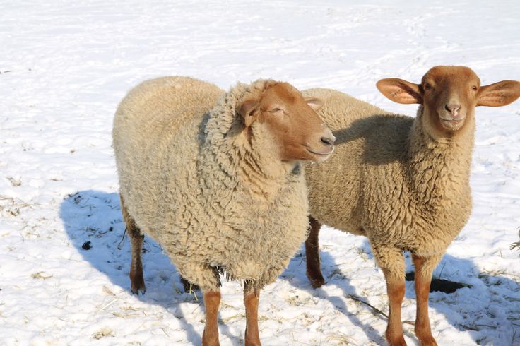 two sheep standing next to each other on a snow covered field with one looking at the camera