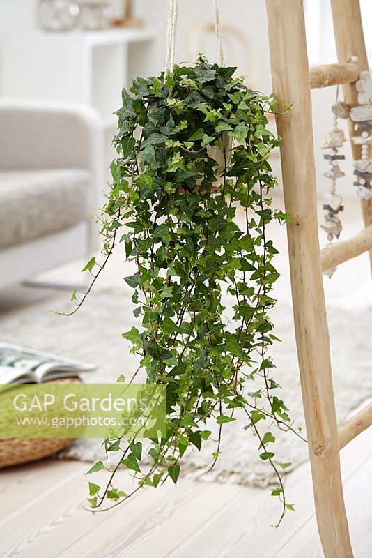 a plant hanging from a wooden ladder in a living room