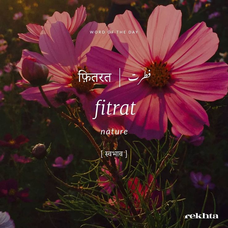 pink flowers with the words'word of the day'written in english and arabic