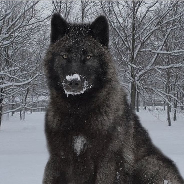 a large gray wolf standing in the snow with trees behind it and one eye open