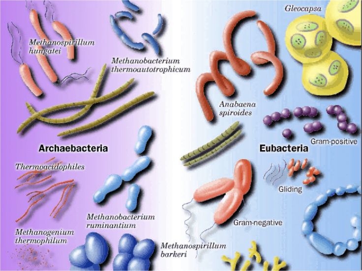 an image of different types of cells and their functions in the human body, with text below